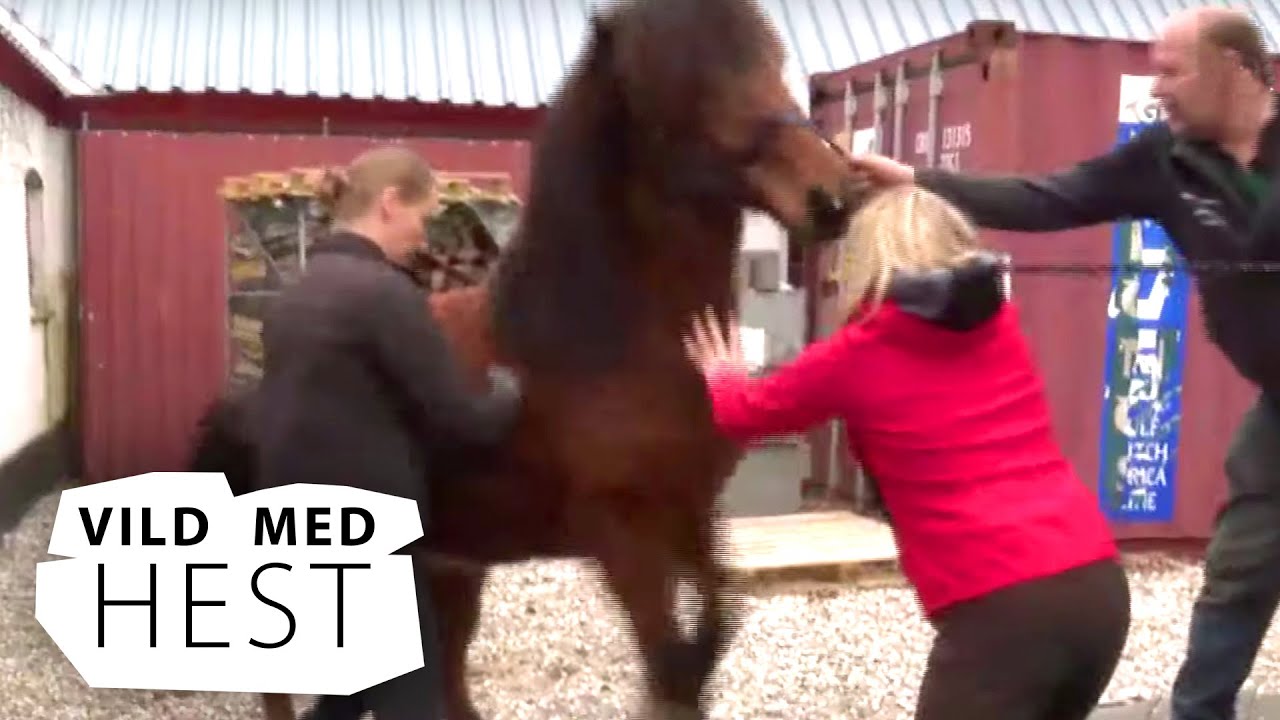 VILD MED HEST (14:21) Hundetræning for heste