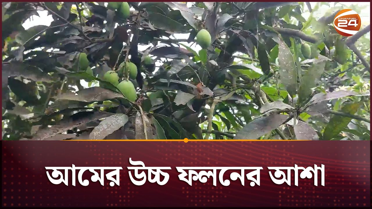 নওগাঁতে এবার আমের উচ্চ ফলনের আশা | Mango | Naogaon | Channel 24