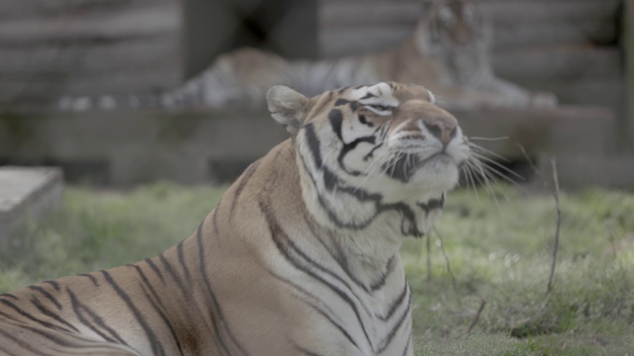 Carolina Tiger Rescue Promo video