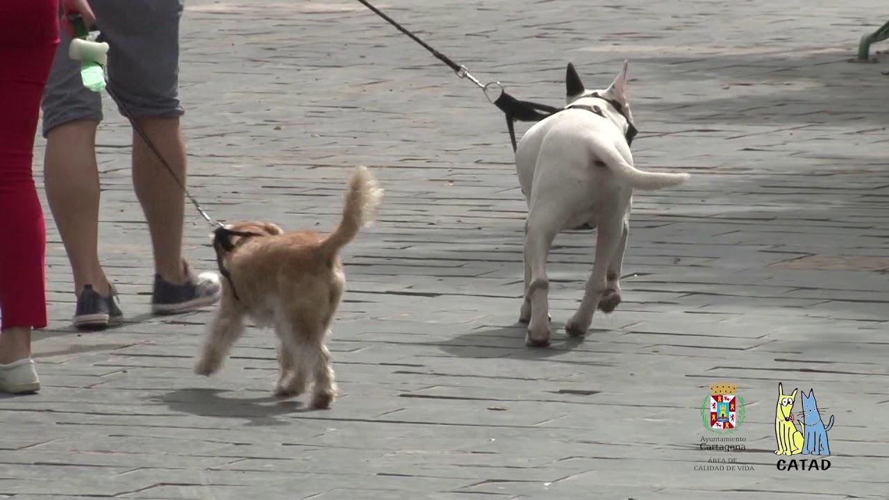 Centro de Acogida de Animales Domésticos