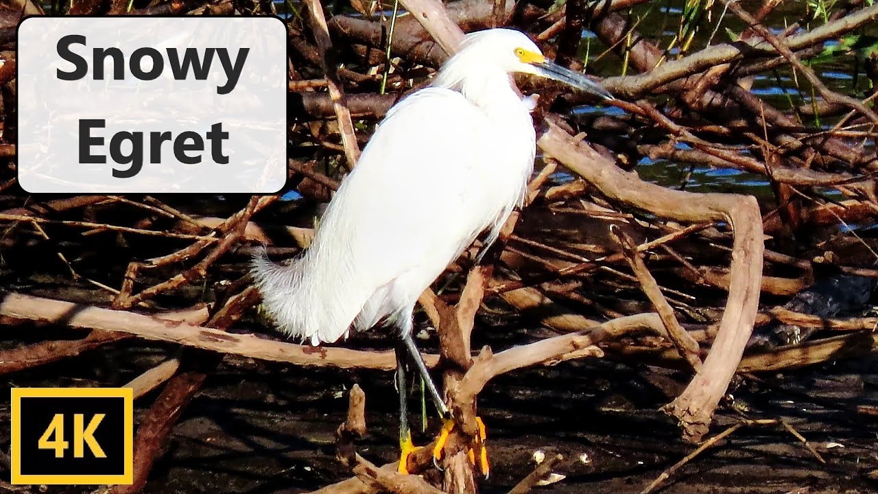 Snowy Egret