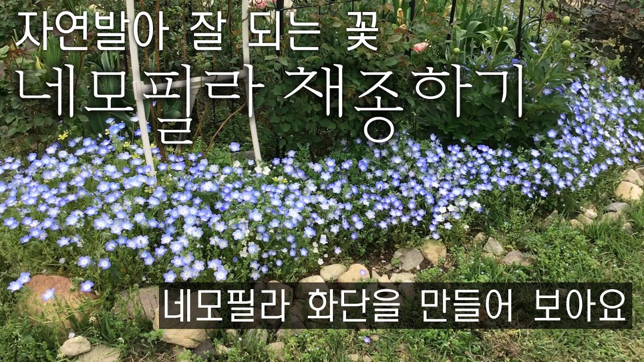 네모필라 채종하기