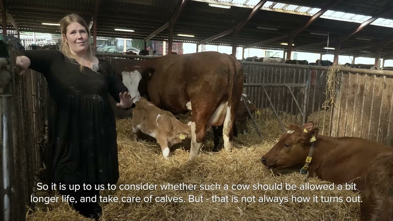 Bonding between foster cow and calves - Examples from two farms