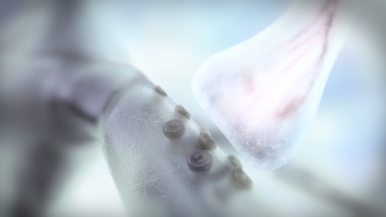 Synapses Interfaces of Life