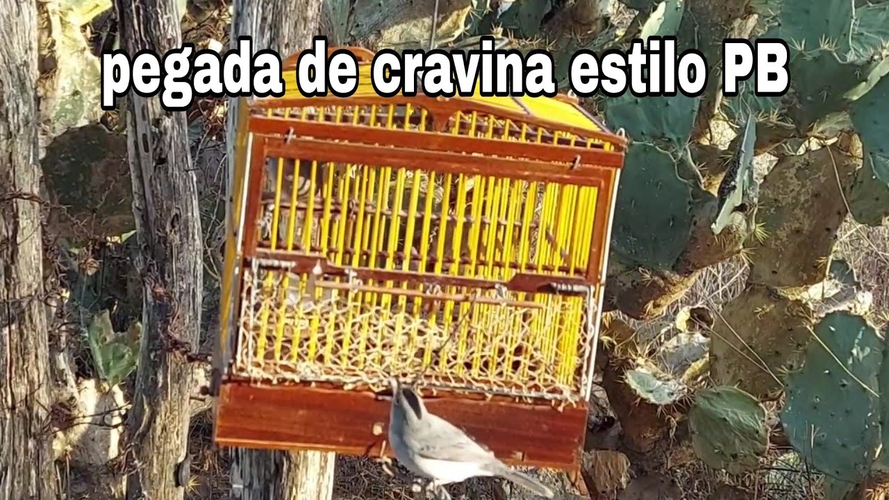 campeada estilo PB com minha cravina