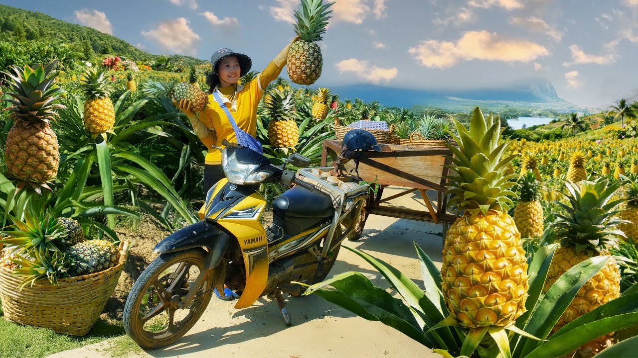 Harvest Giant Honey Pineapples And Sell At The Market – Cook Tuna Noodle Soup With Pineapple, Farm.