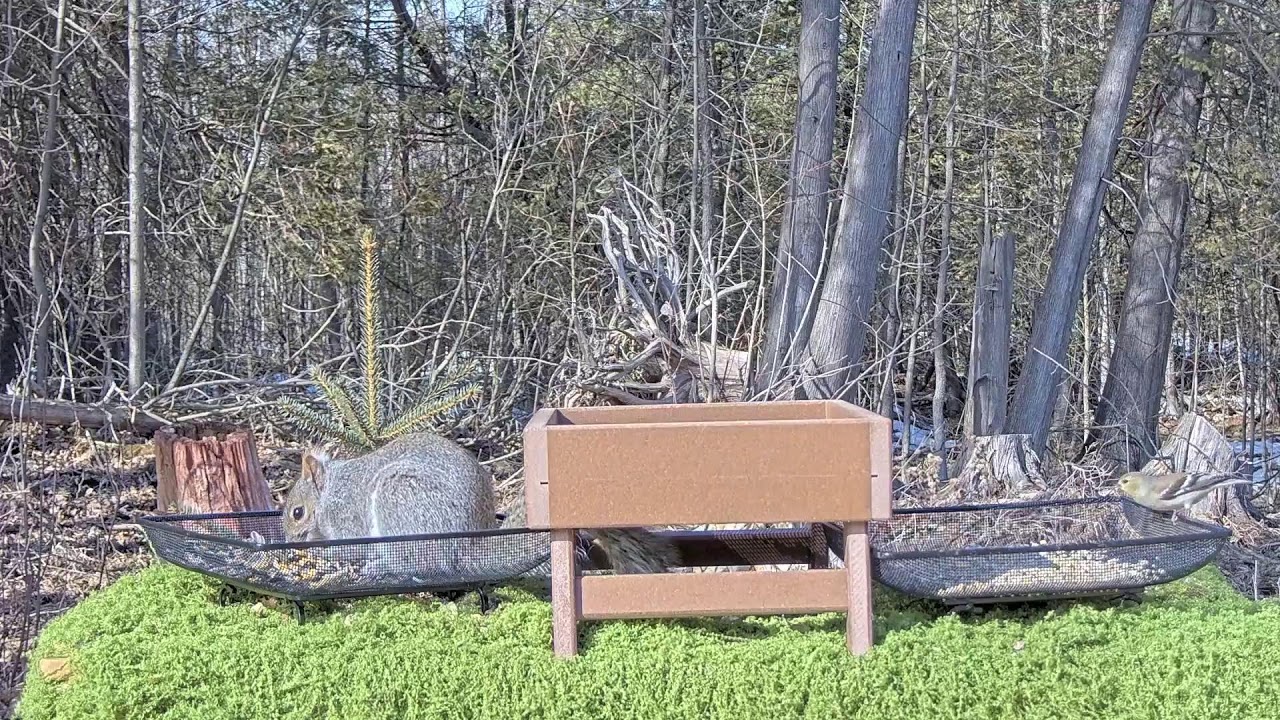 Quiet Day at the Wildlife Buffet 🐿️🦌 | Live Feeder Cam – Mar 4, 2026