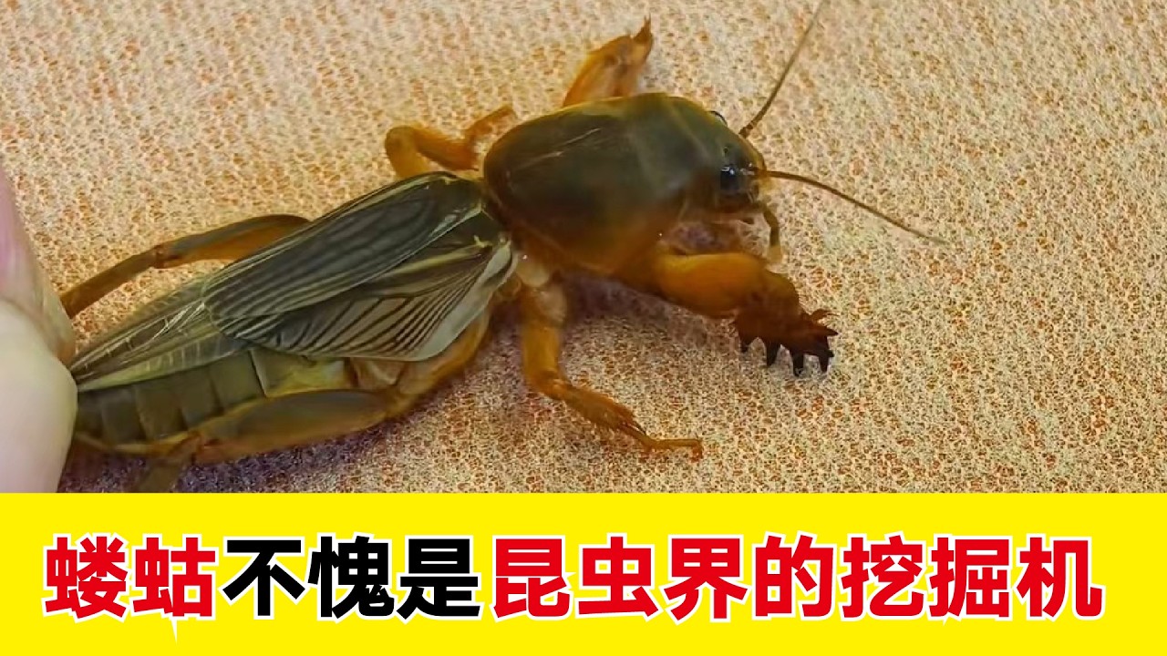 观察 | 能上天能入地能游泳的全能昆虫，蝼蛄的挖洞能力有多强  #昆虫 #科普 #动物