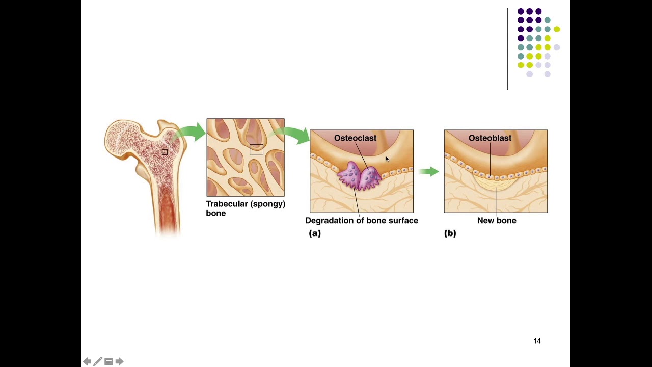 Lecture 9: Nutrients Involved in Bone Health
