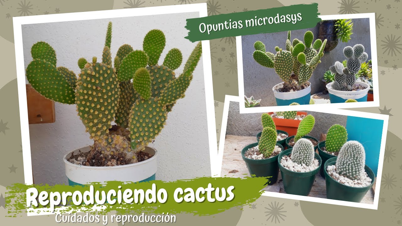 Cómo reproducir cactus 🌵// Opuntia microdasys + cuidados