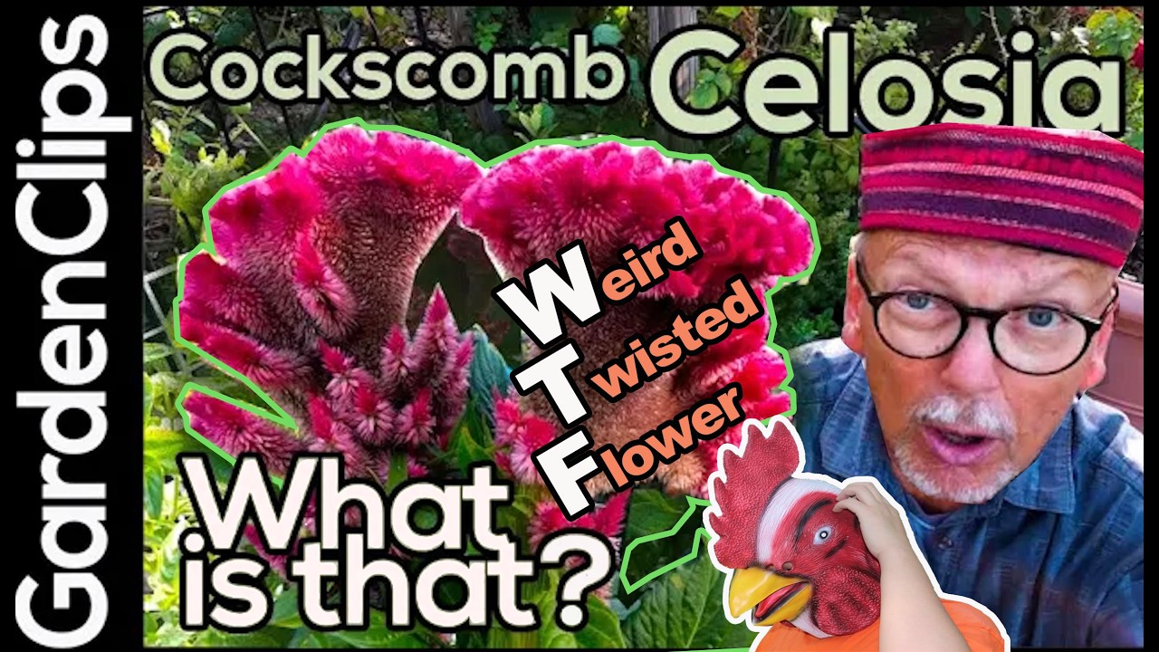 Celosia - Cockscomb - Roostercomb - Woolflower - unusual garden plants ideas - weird garden flowers