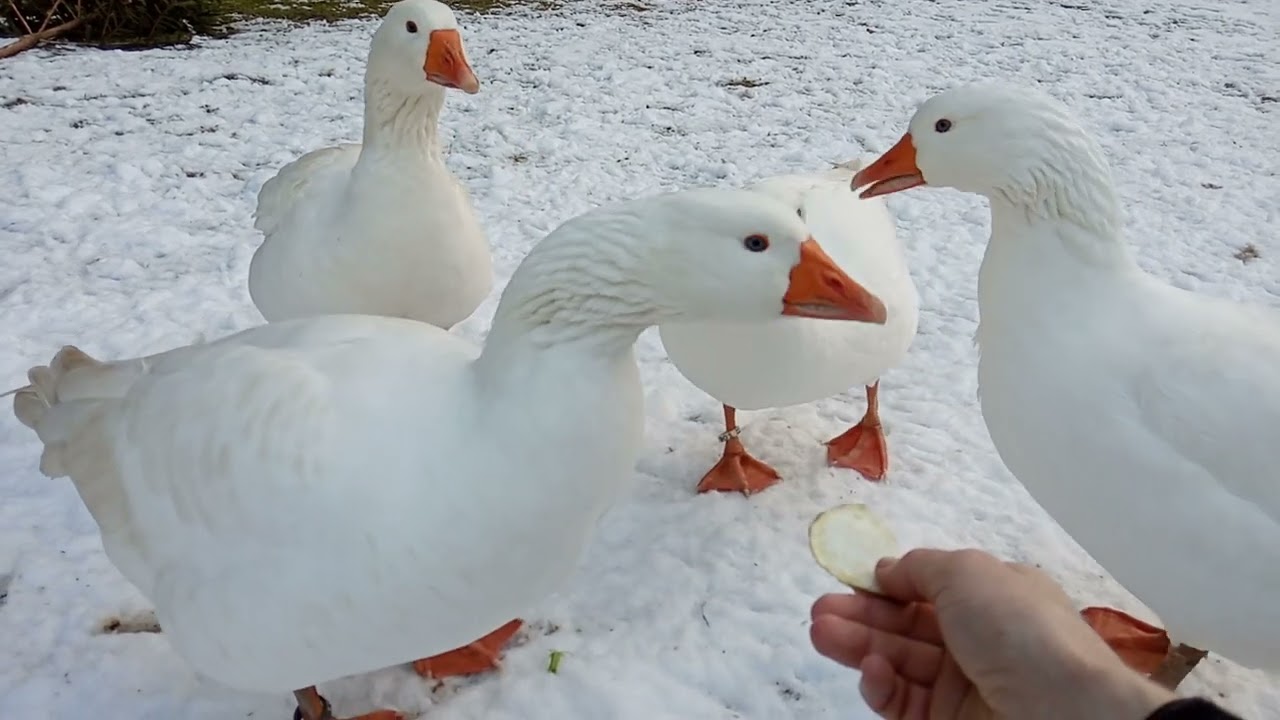 Česk&aacute; husa - zimn&iacute; zahrada - Domestic geese - friendly garden guardians