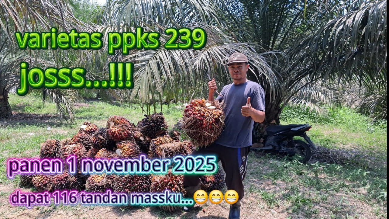 panen 1 november 2025,dapat 116 tandan massku..