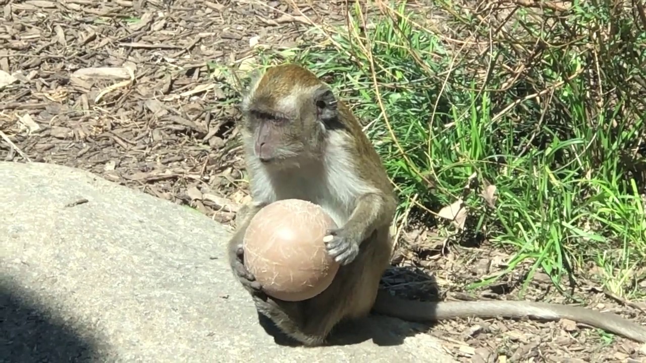 Meet the Monkeys