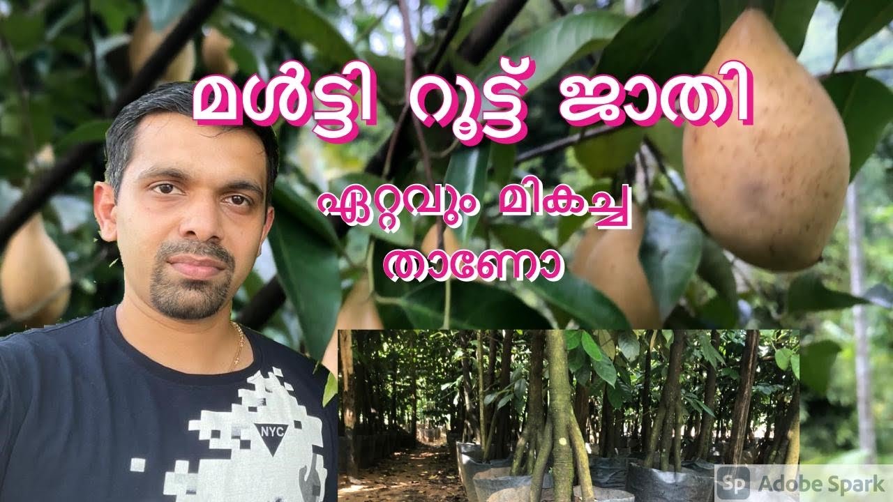 MultiRoot Jathi Malayalam #Multiroot nutmeg Farming/Jathi thai/Multi root long nutmeg#Nutmeg#