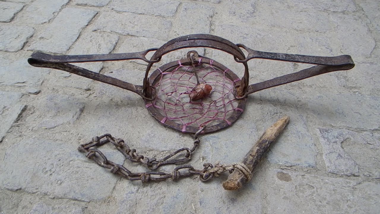 Best Trap for Coyote - Setting a Coyote Trap
