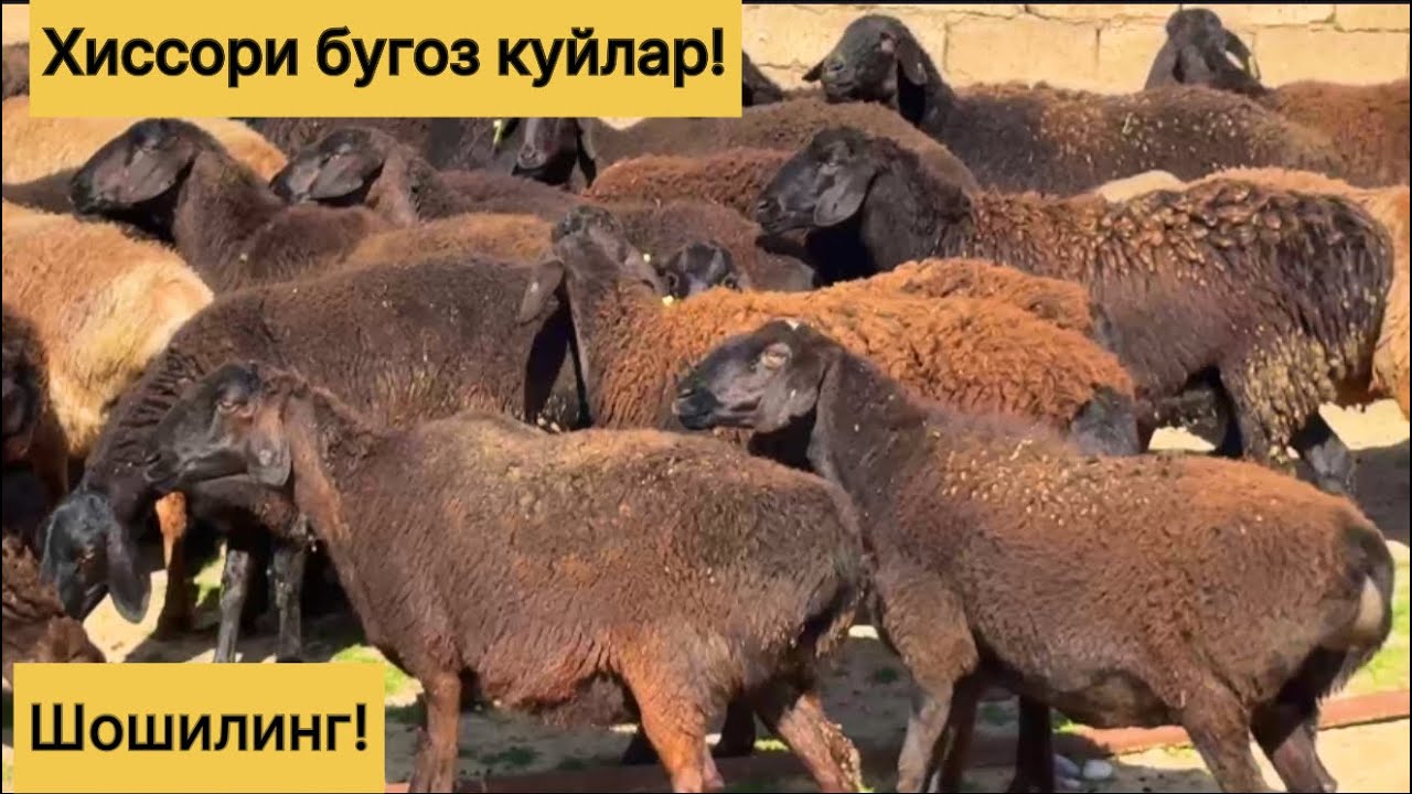 Хиссори эгизчи бугоз куйлар! 978539798☎️