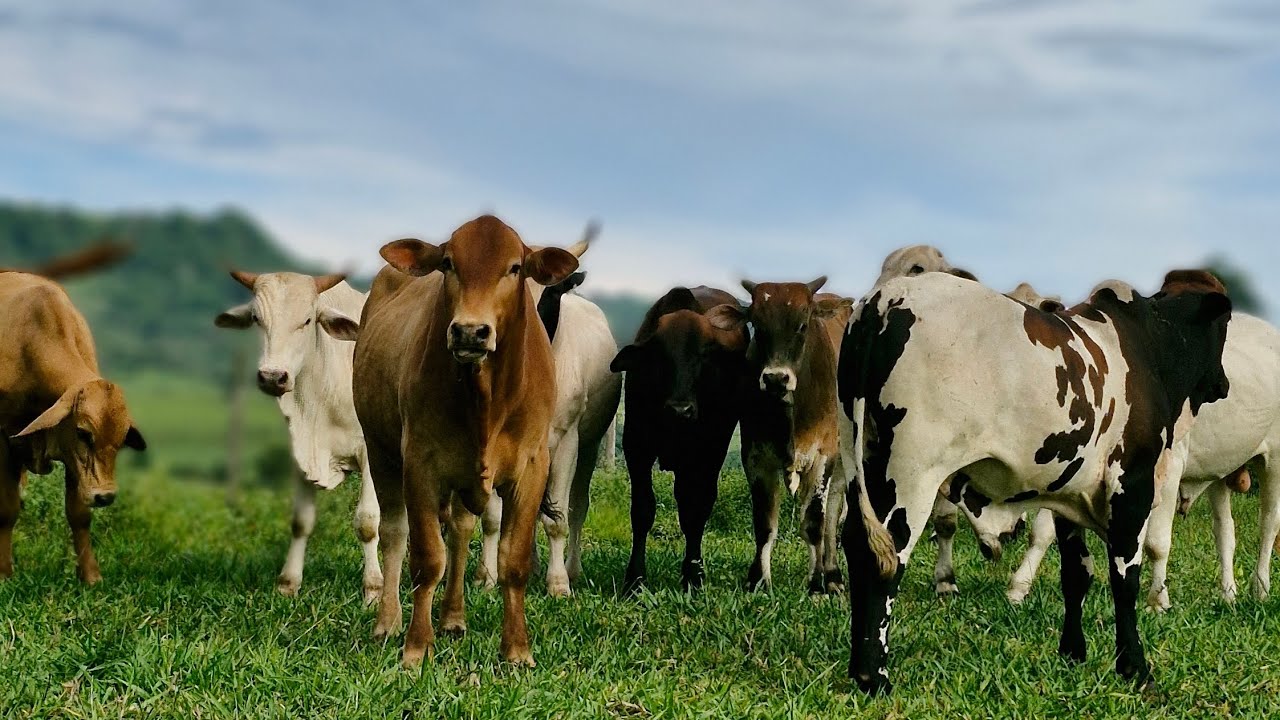 Início novo projeto de semi confinamento, veja a estratégia para esse lote!! ⚠️🐂