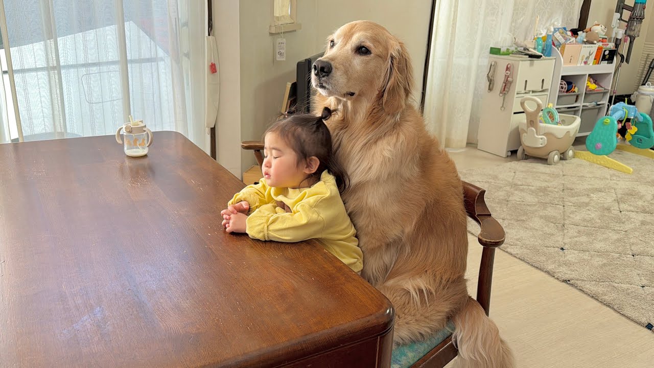 待ち続ければご馳走が出てくると勘違いしているゴールデンレトリバーと1歳児