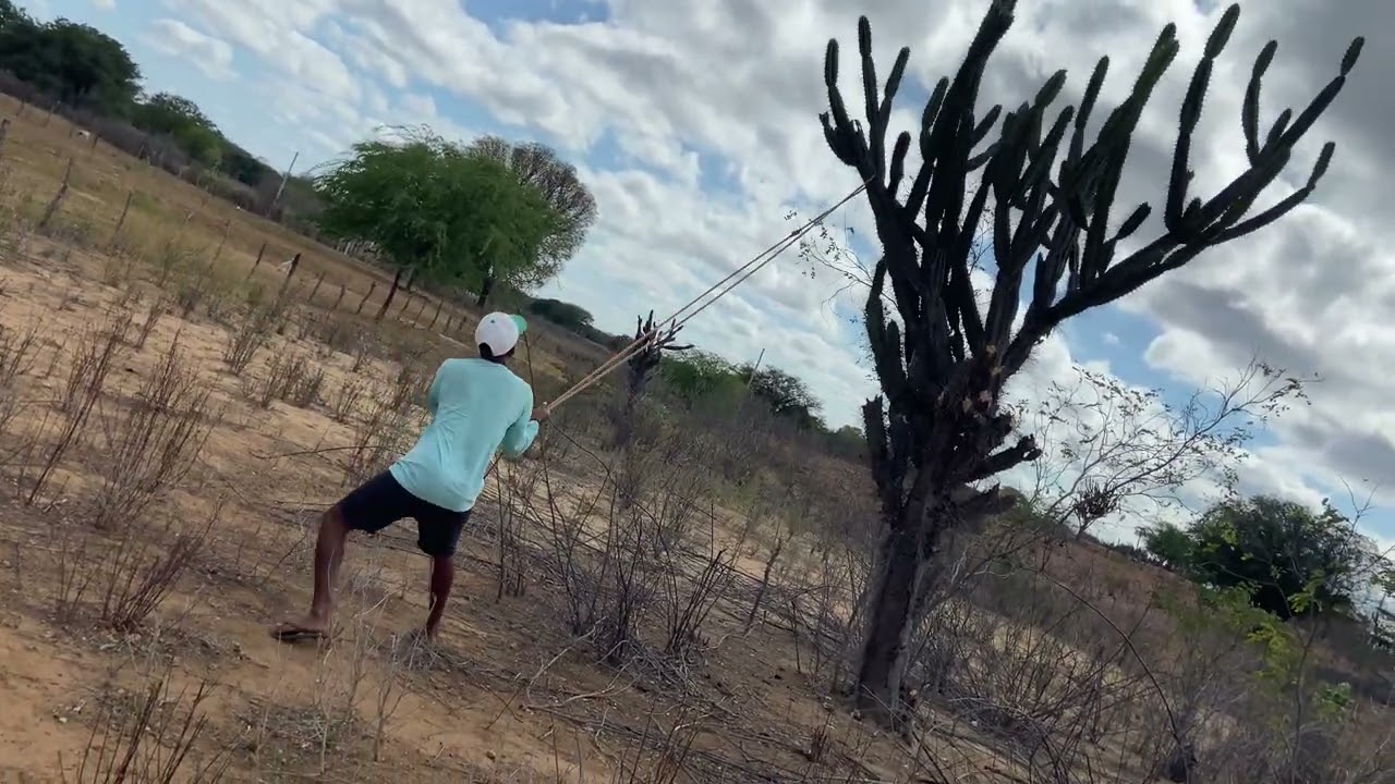 SECA NO NORDESTE TÁ CASTIGANDO OS ANIMAIS 🌵☀️