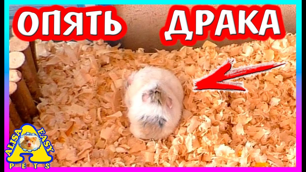РОБИКИ ОПЯТЬ ССОРЯТСЯ / ВЕСЬ день с ПИТОМЦАМИ / РЕМОНТ СТЕЛАЖА / Alisa Easy Pets