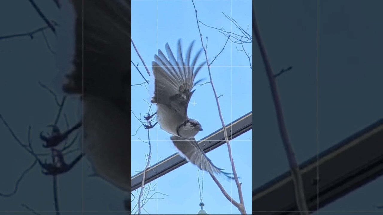 Приближается сойка 🐦 Время остановилось #милый #птицы #шорты