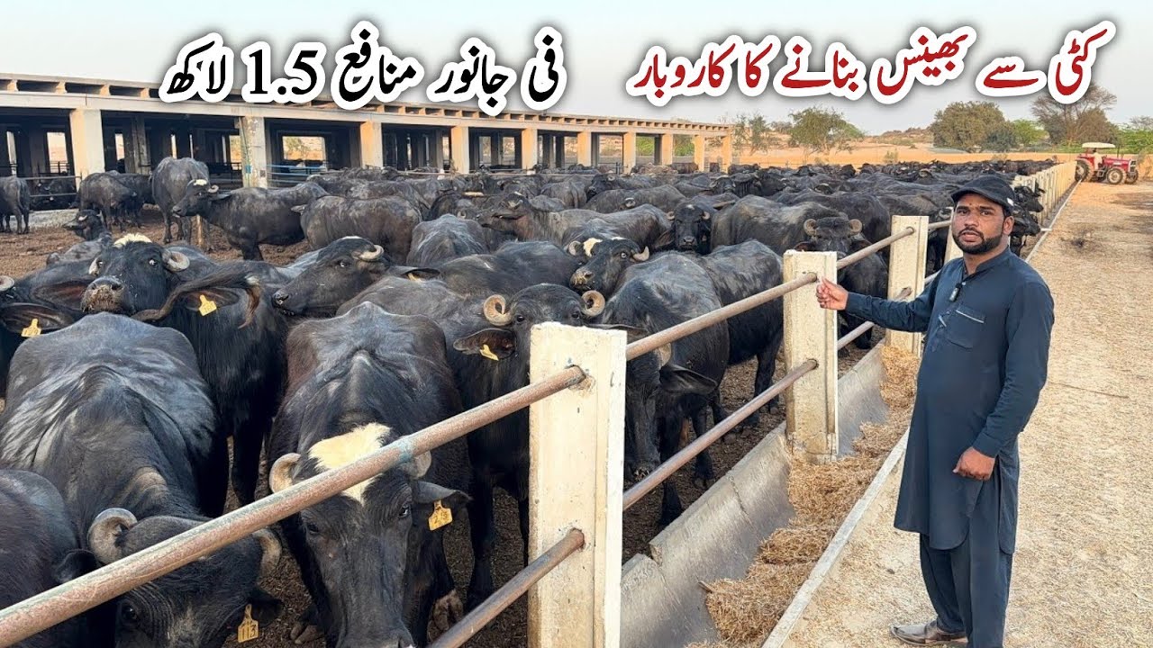 300 Buffaloes ka Farm | Jhoti Sy Buffalo ka Safar | Farming Business || Samson Agro Farm 
