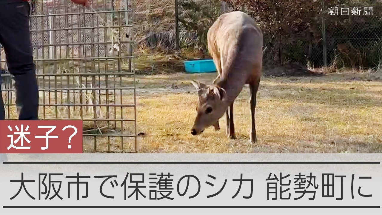 大阪市で捕獲の迷いシカ？　「能勢温泉」に移送される