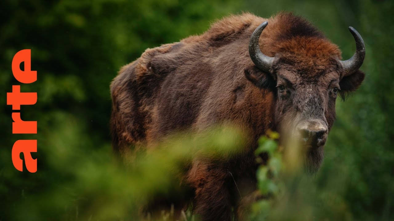 L'Europe &agrave; la reconqu&ecirc;te de la biodiversit&eacute; | ARTE