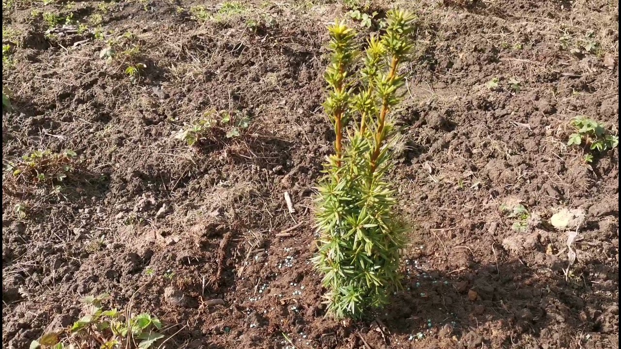 Тис ягодный Давид