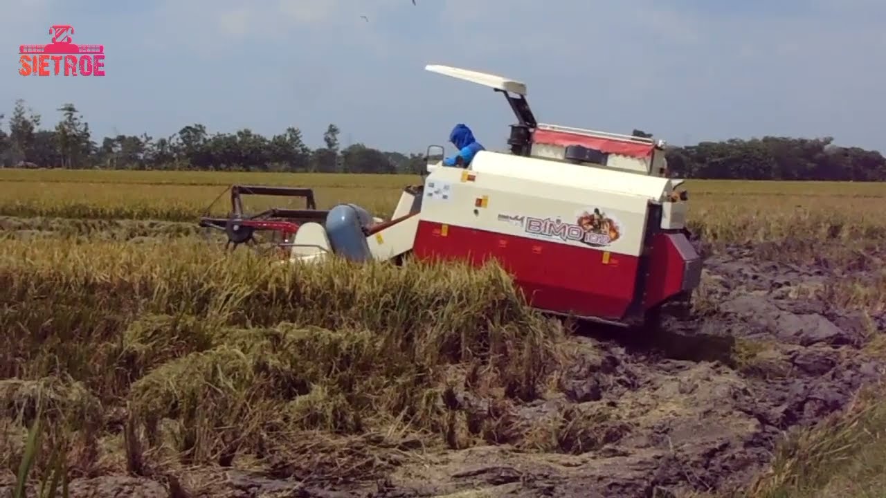 Panen di lahan lumpur minim air⁉️ #maxxibimo #fyp #fyp #shorts #tiktok #combineharvester