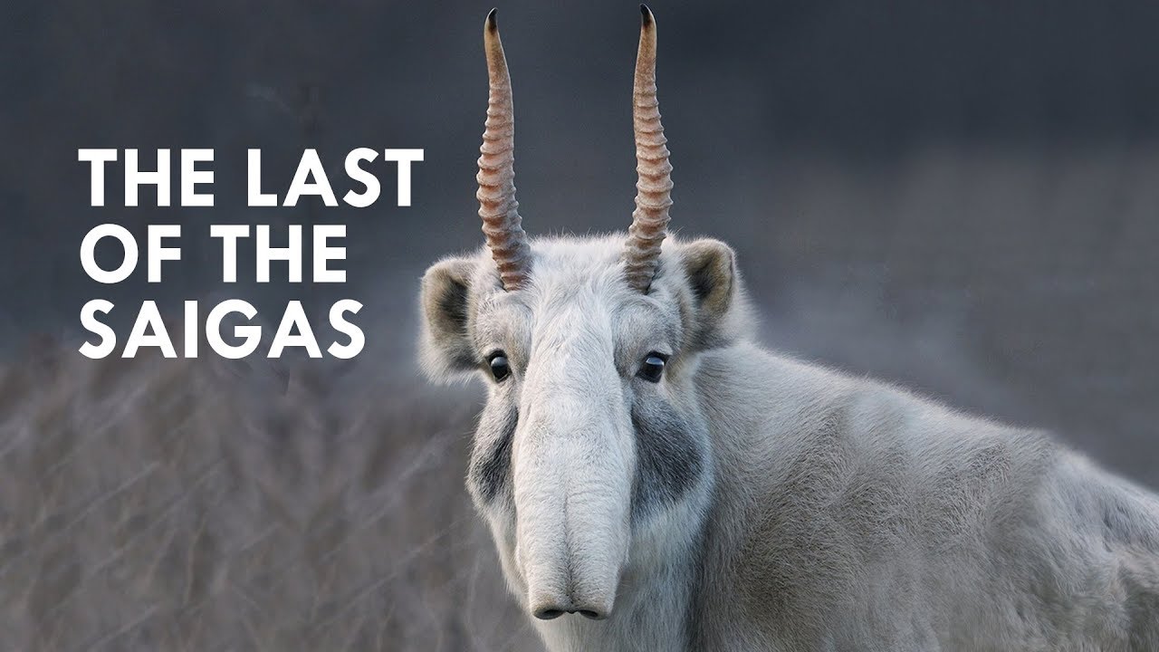 Saigas are Straight Out of Star Wars