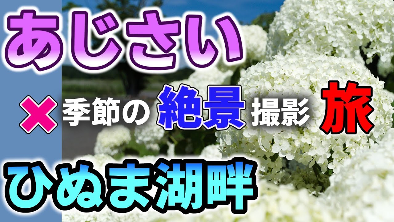 【写真】初夏のあじさい＆ひぬま湖畔 絶景撮影旅にいってきた　釣りやキャンプ レジャーの宝庫 聖地巡礼 夏休み 梅雨 バイクツーリング