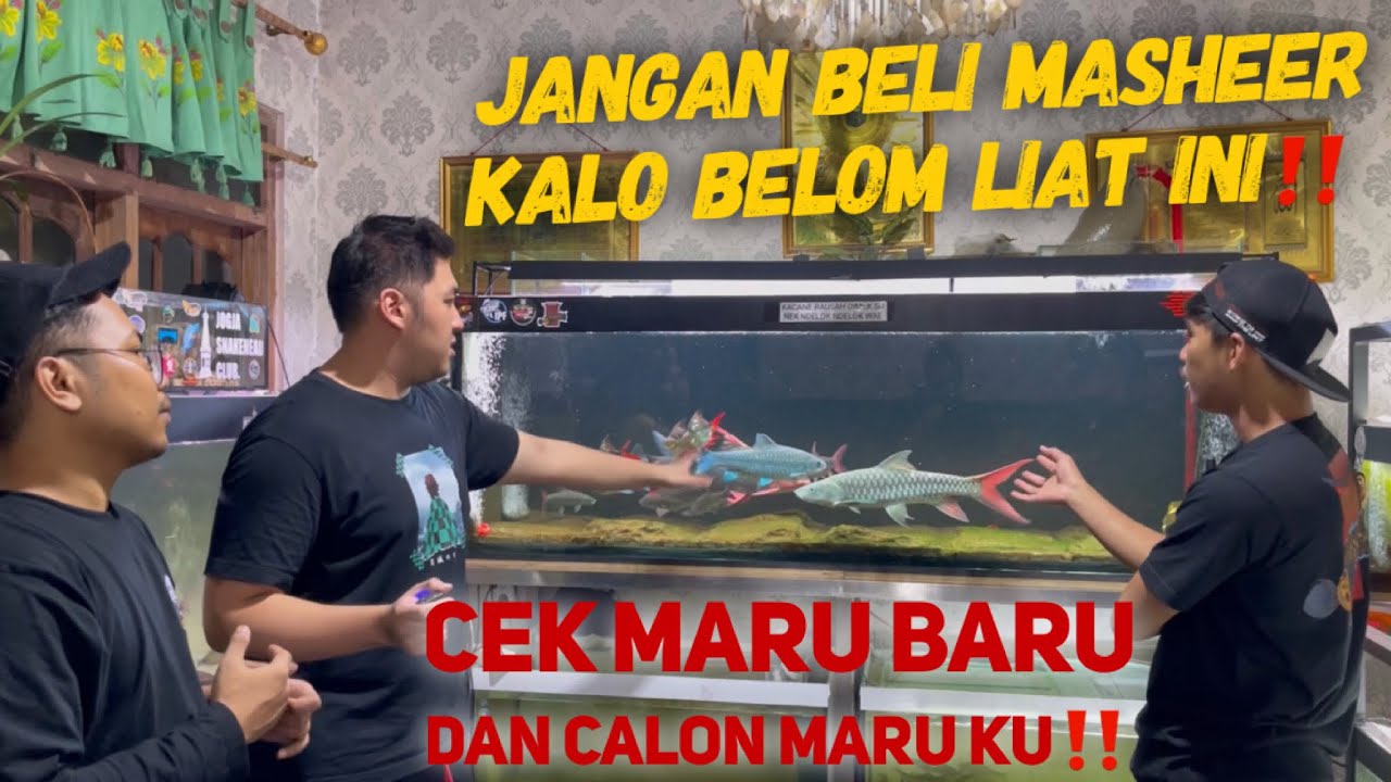 Don't buy Mahseer if you don't understand this‼️ with @fajararief12_ & @bosbosqu5668