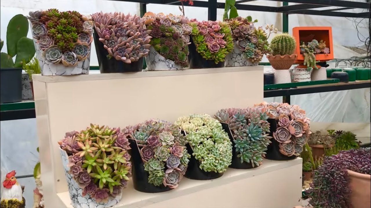 TÜRKİYE’NİN EN GÜZEL SUKULENT SERASI (AKCAN PEYZAJ) #succulent #keşfet #zekeriyaköy #sariyer