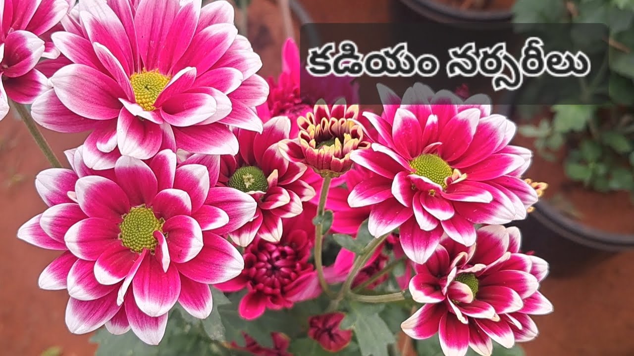 #kadiyam