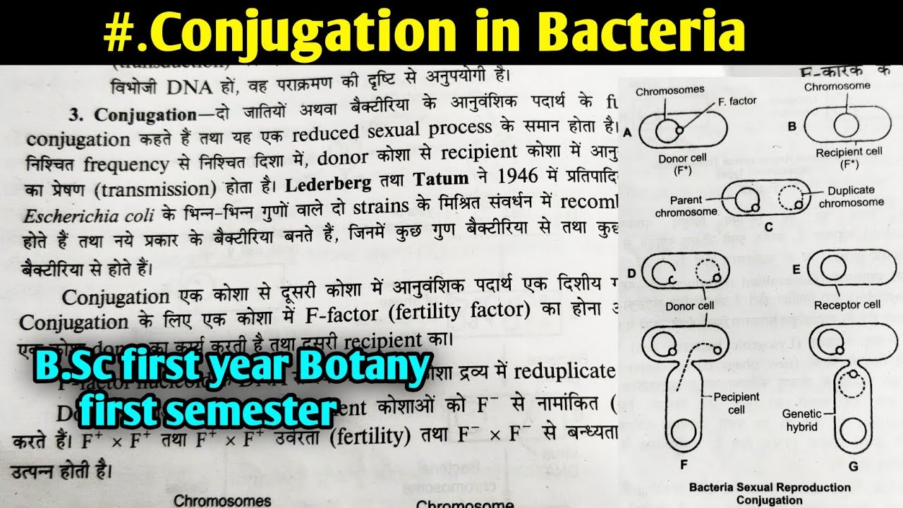 Conjugation in Bacteria || B.Sc first year Botany first semester Microbiology and plant pathology