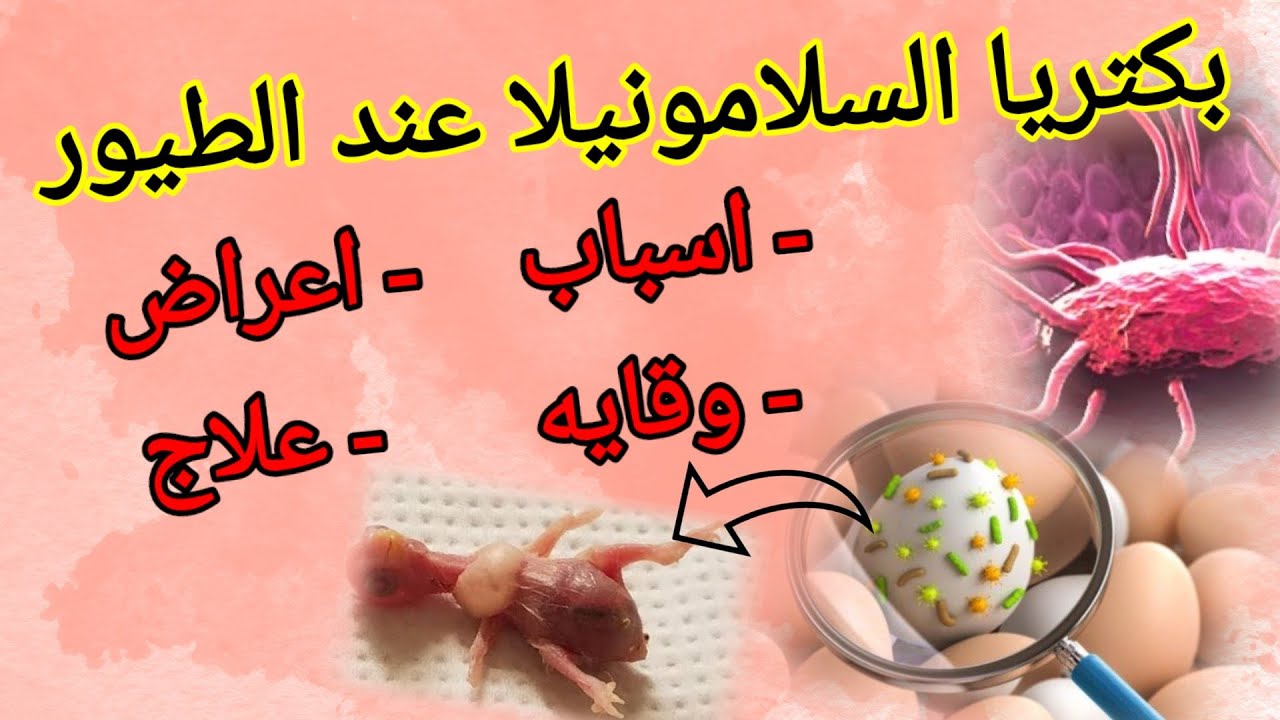 بكتريا السلامونيلا اعرضها وعلاجها عند الطيور