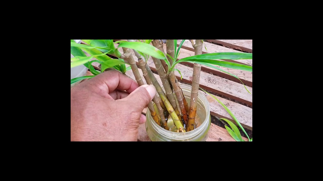Perbanyakan Tanaman Suji (Dracaena angustifolia).  Setek Batang Pada Media Air.