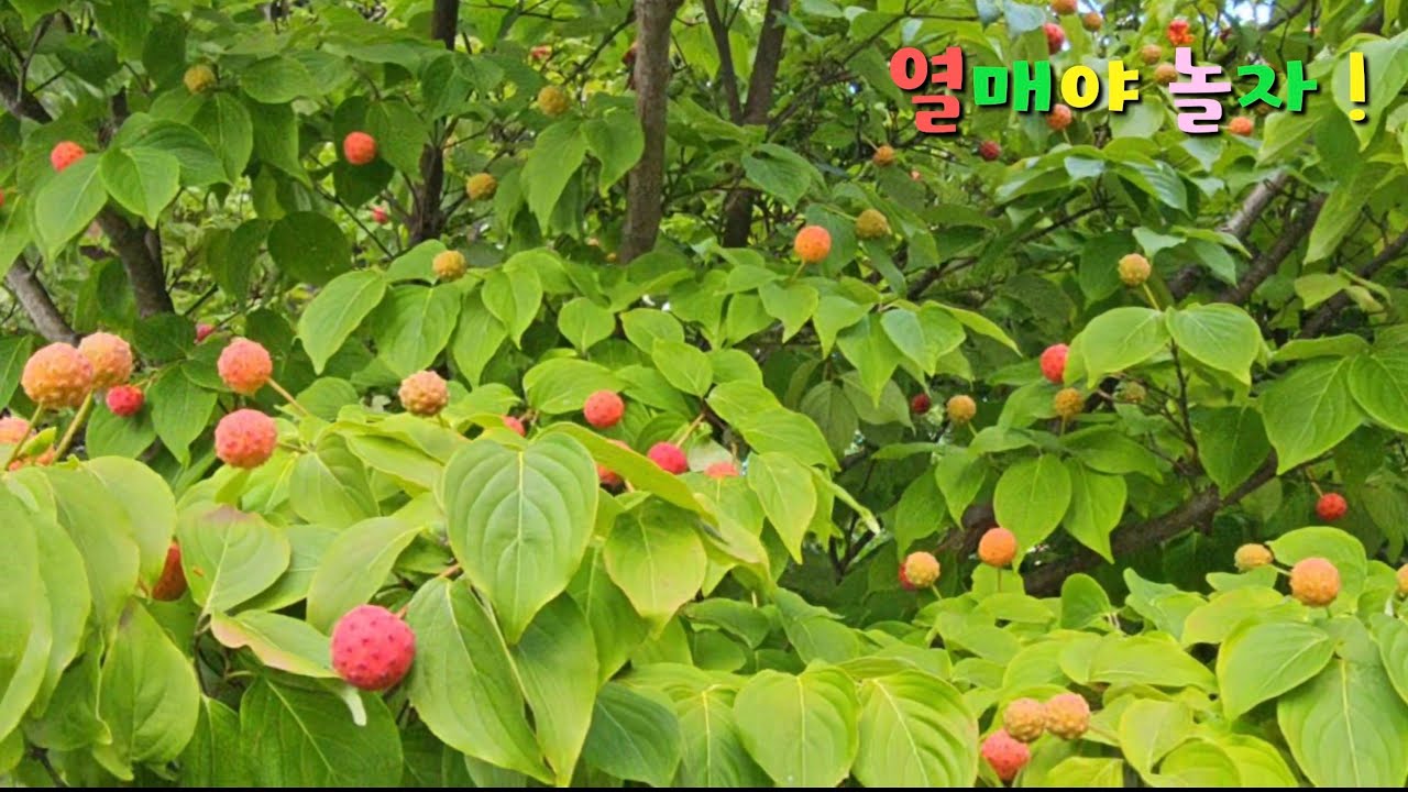 열매야 놀자 #붉은열매 #trending #garden 