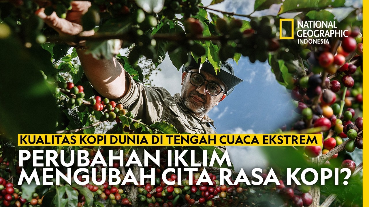 Bibit Masa Depan Kopi Akan Dikirim Ke Indonesia? - National Geographic Indonesia