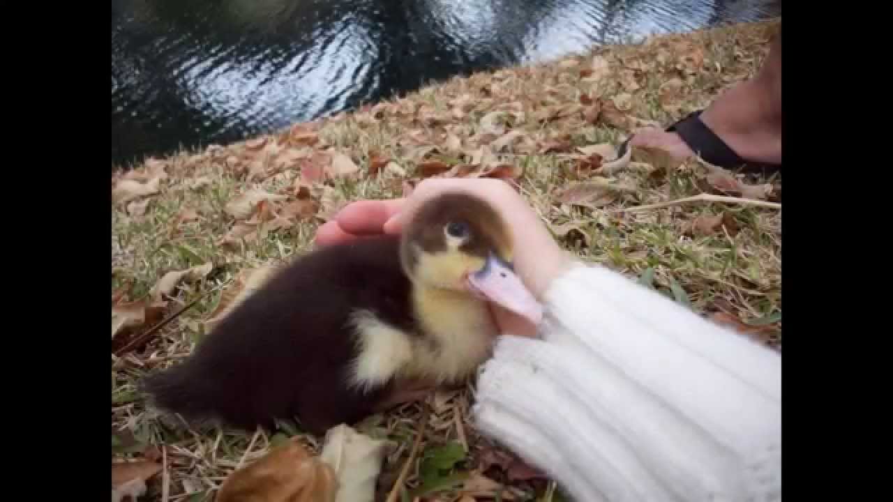 Adopted: McIntosh The Muscovy Drake (Coolest duck in the world)