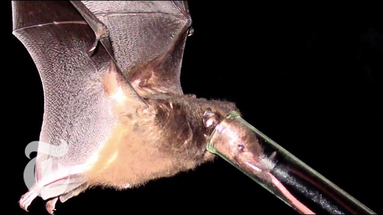 Tiny Bat, Long Tongue - ScienceTake