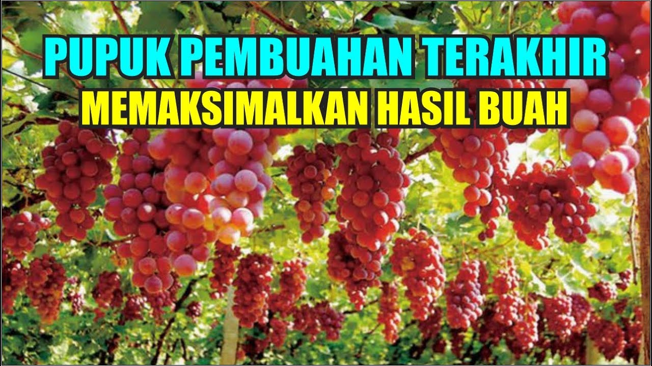PUPUK PEMBUAHAN TERAKHIR MEMAKSIMALKAN NUTRISI