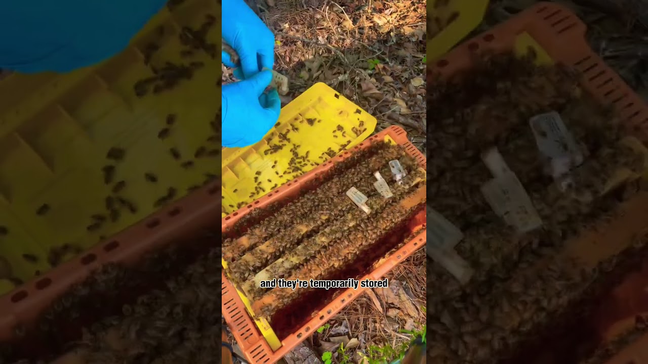 Hatching Queen Bees