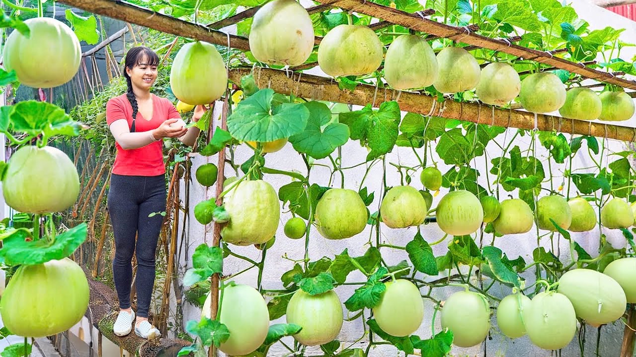 Unbelievable, 3-Wheeled Truck Handles 1000KG of Melons - Go to market sell