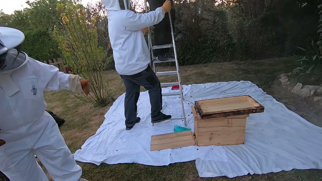 Avril 2021 Capture d'un essaim d'abeilles