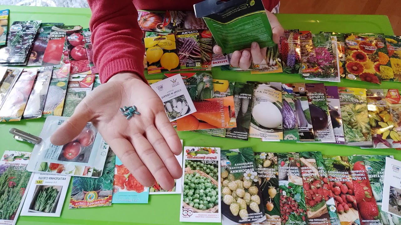 ბოსტნეულის თესლების არჩევა. რა უნდა ვიცოდეთ!