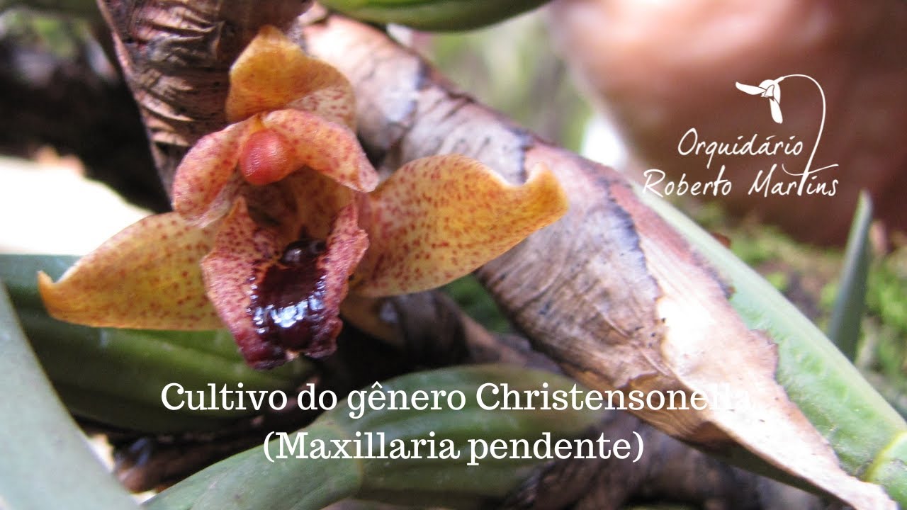 Cultivo do gênero Christensonella (Maxillaria pendente)