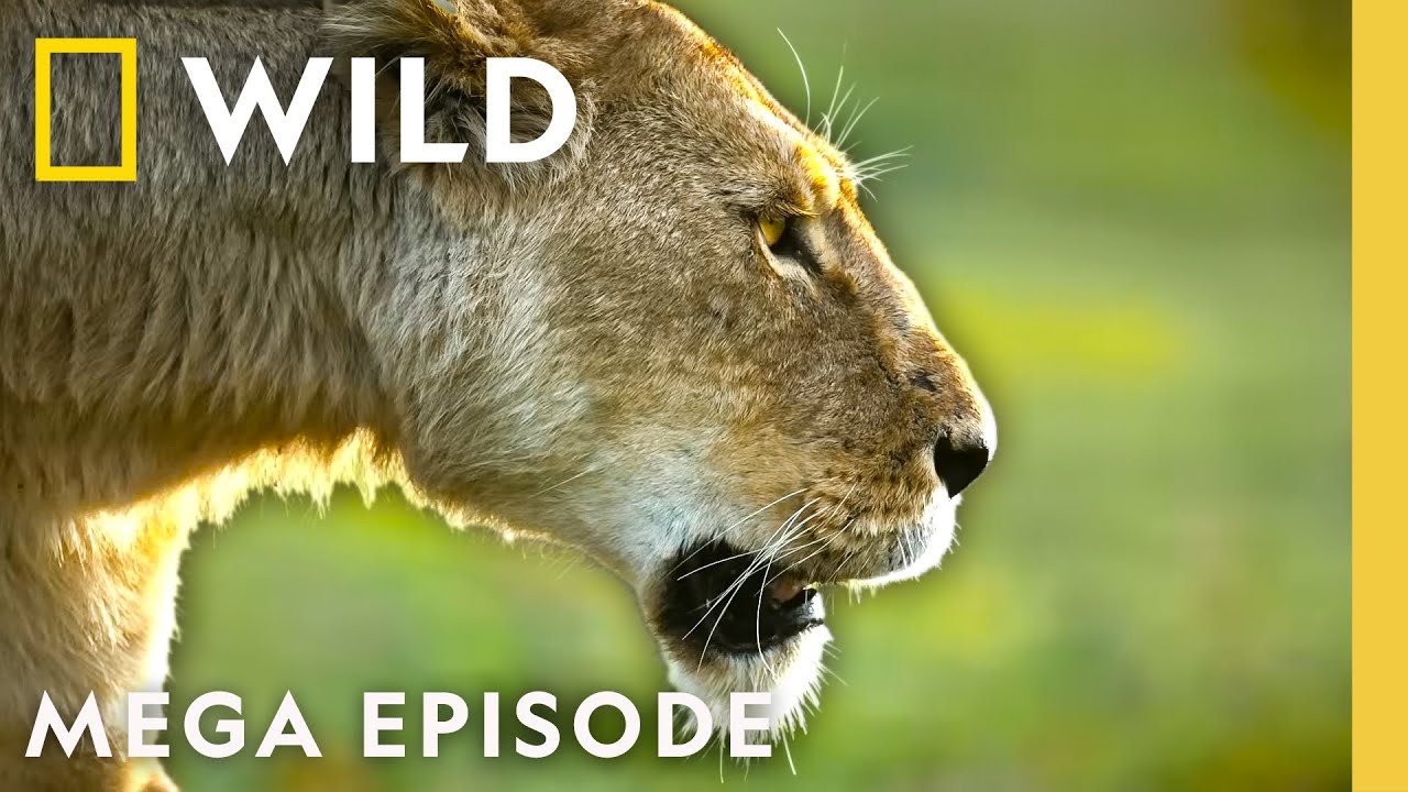 Queens: Animal Kingdom Royalty | MEGA EPISODE | Nat Geo Animals